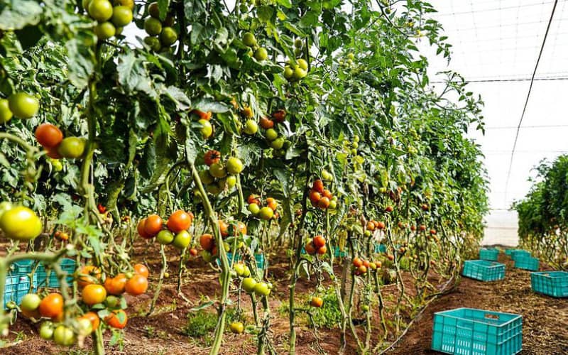 Canary Islands Farmers Demand EU-Morocco Trade Deal Reform Amid Brexit Fallout