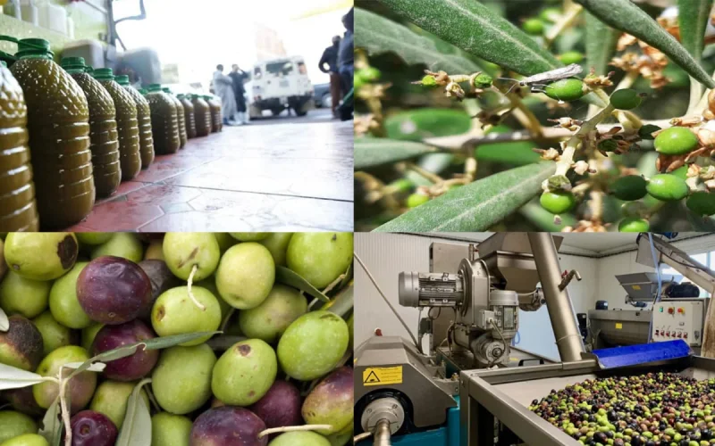 A cargo of Moroccan olive oil sent back from Europe? The ONSSA responds