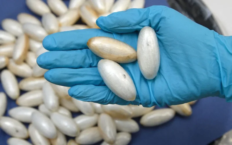 Casablanca Airport: An Algerian wanted for drug trafficking arrested with capsules in his stomach