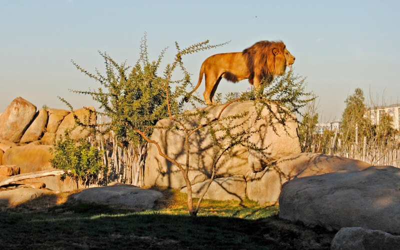 Casablanca Approves Plan to Revitalize Ain Sebaa Zoo
