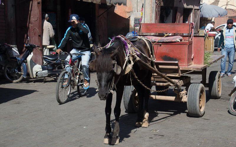Casablanca Bans Animal-Drawn Carts to Improve Road Safety and Animal Welfare