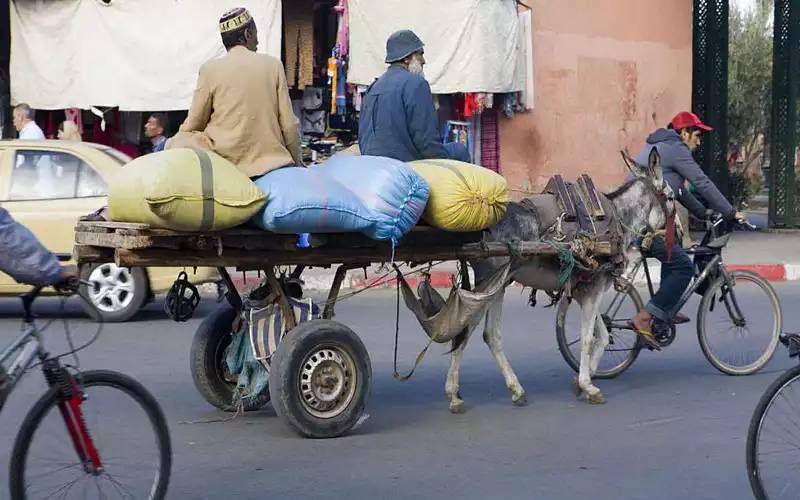 Casablanca Bans Animal-Drawn Carts and Livestock in Urban Areas