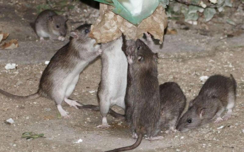 Casablanca Launches $2 Million Pest Control Initiative to Combat Rat Infestation