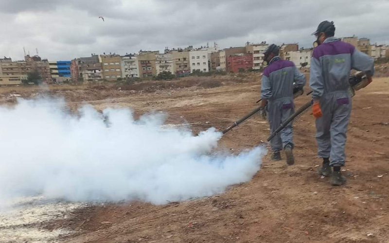 Casablanca Launches Mosquito Control Campaign Amid Heat Wave