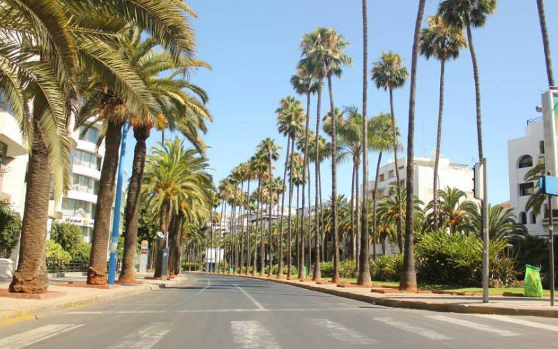 Casablanca to Phase Out Palm Trees for Biodiversity-Friendly Alternatives