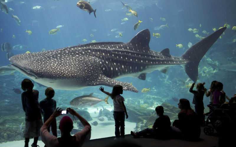 Casablanca Plans $40 Million Oceanarium to Boost Tourism and Marine Education