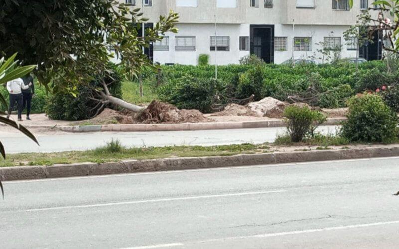 Casablanca Residents Outraged as Authorities Fell Trees on Al Qods Boulevard