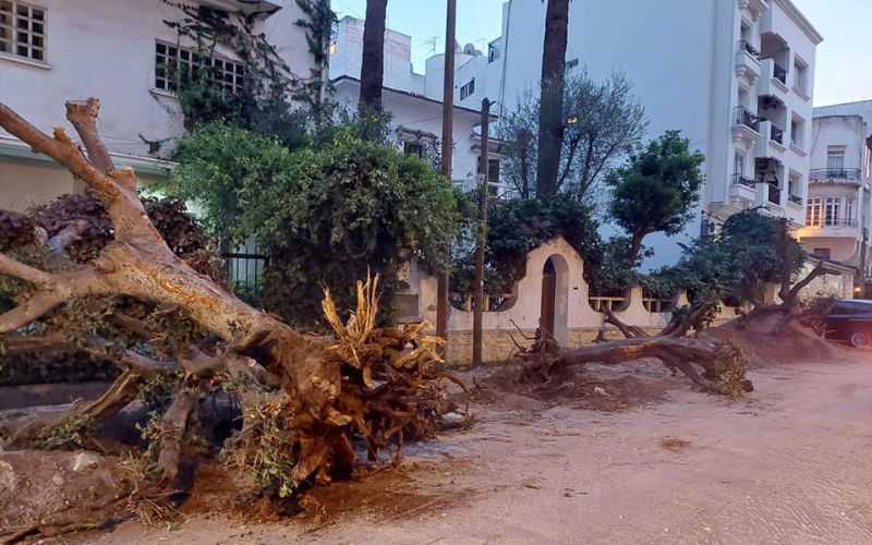 Casablanca Residents Protest Removal of 132 Trees in Urban Renewal Project