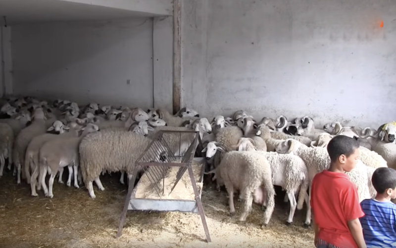 Casablanca Sets Eid al-Adha Slaughter Prices, Emphasizes Food Safety Standards