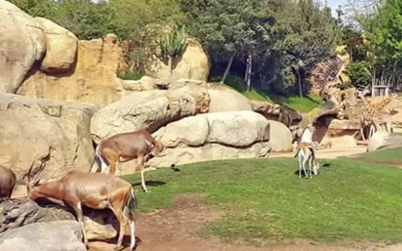 Casablanca Zoo Opening Delayed: Budget Shortfall Halts Launch Plans