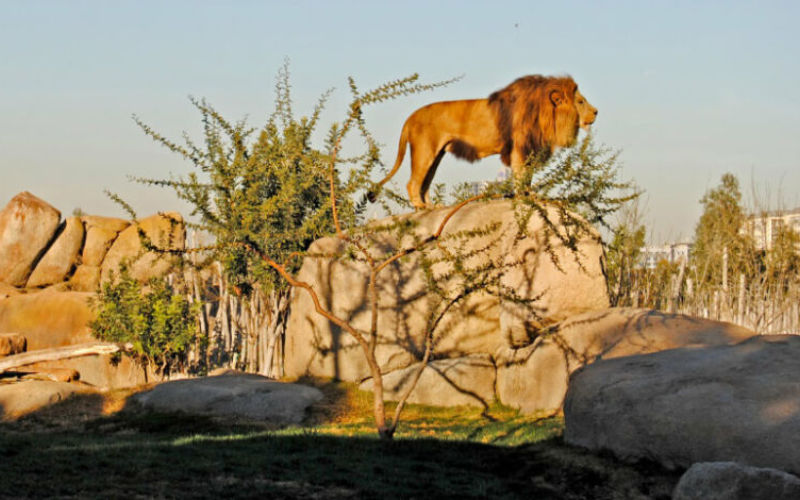 Casablanca Zoo Prepares for Reopening as First Animals Arrive After Years of Renovation