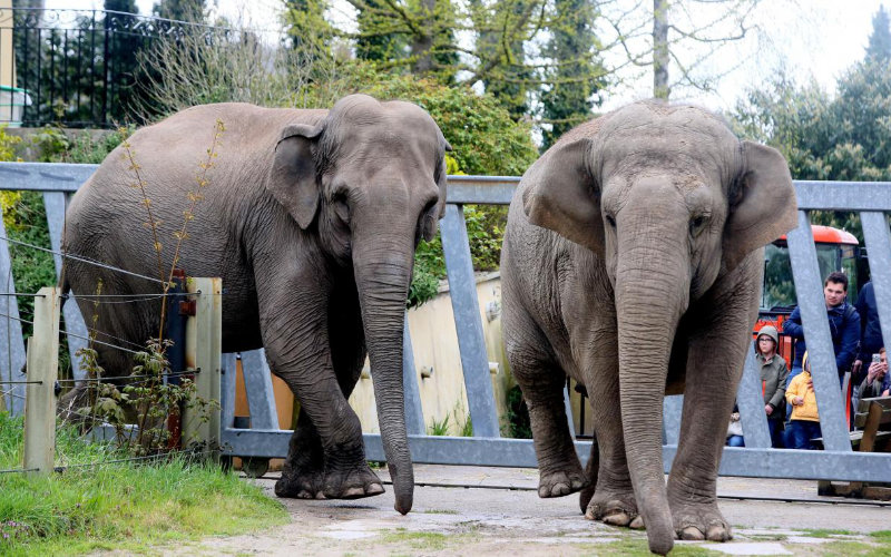 Casablanca Zoo Set to Reopen Amid Controversy Over High Admission Fees