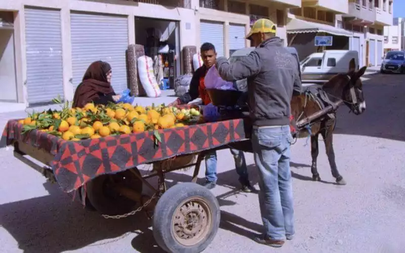 Casablanca's Busway Disrupted by Animal-Drawn Carts, Authorities Seek Solution