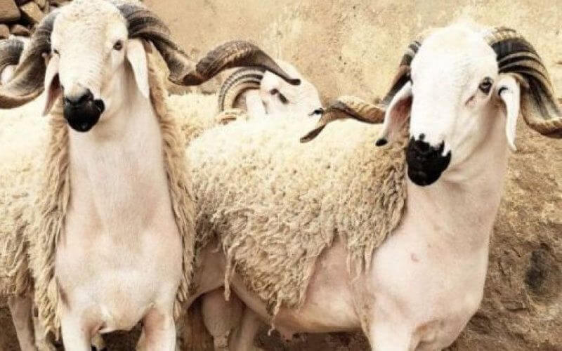 Ceuta Cancels Eid Al-Adha Celebration Amid COVID-19 Concerns