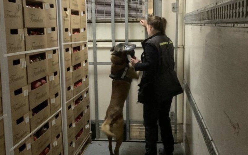 Civil Guard Seizes 300 Kilos of Hashish at Spanish Port, K-9 Unit Key in Discovery