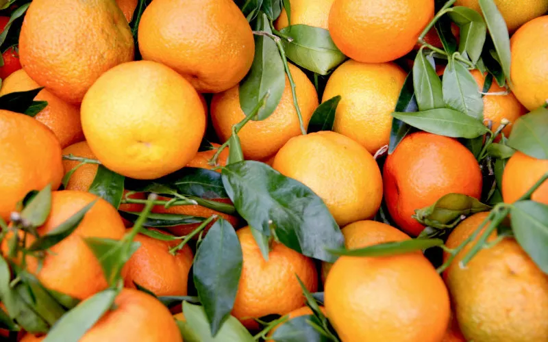 Climate Change Threatens Morocco's Citrus Industry as Production Drops 20%