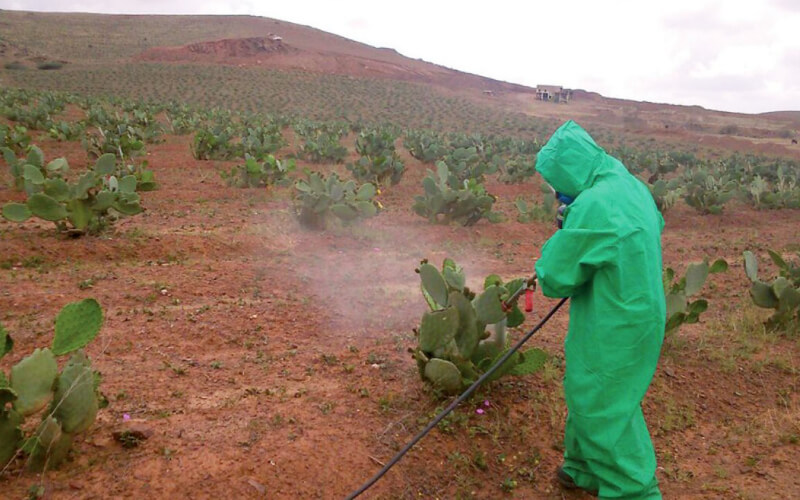 Cochineal Infestation Spreads to Northern Morocco's Prickly Pear Crops