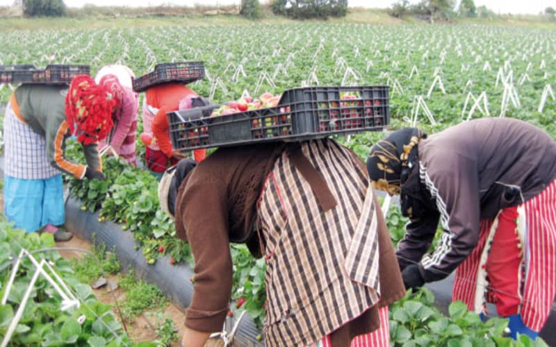 Cold Snap Delays Strawberry Harvest and Moroccan Workers' Arrival in Spain