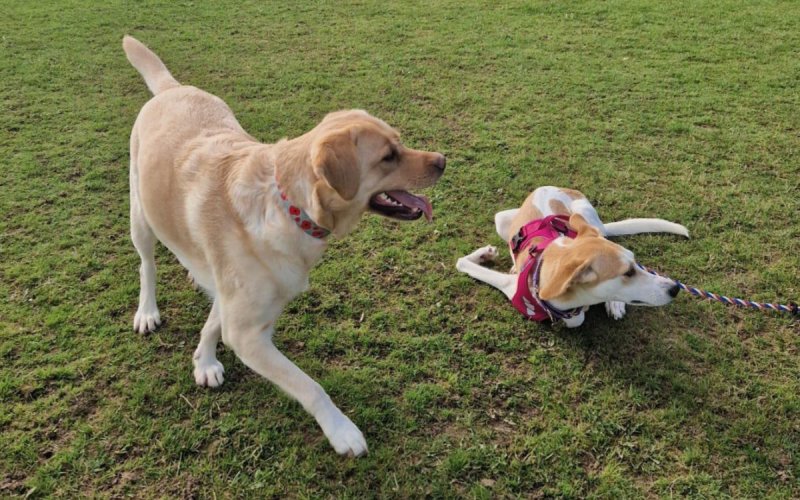 Couple's 8,000-Mile Journey to Save Moroccan Stray Pup