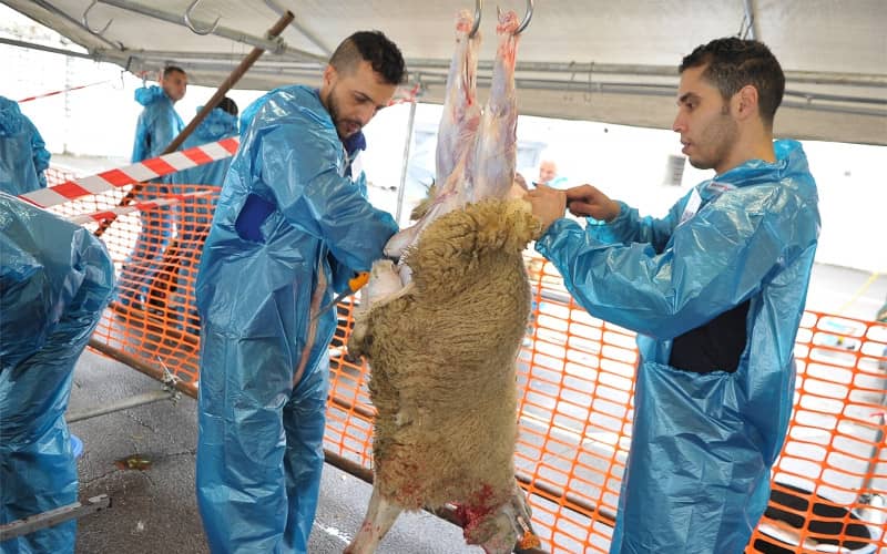 EU Court Advisor Opposes Flanders' Ban on Ritual Slaughter, Muslim Groups Welcome Opinion