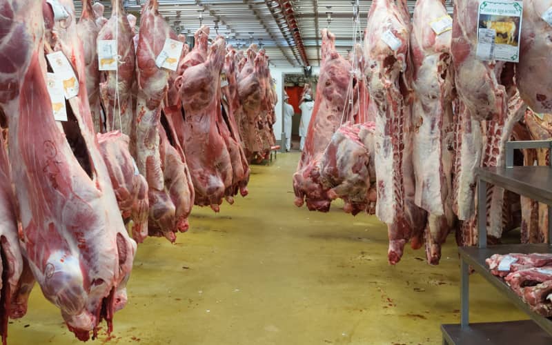 EU Court Weighs Religious Freedom vs. Animal Welfare in Belgian Slaughter Ban