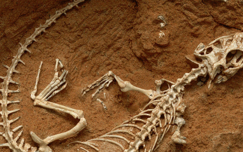 Customs Seize Prehistoric Reptile Teeth in European Smuggling Operation