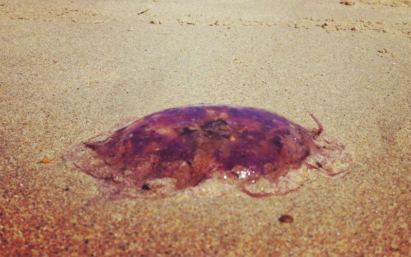 Dangerous Jellyfish Swarm Moroccan Atlantic Beaches, Injuring Beachgoers