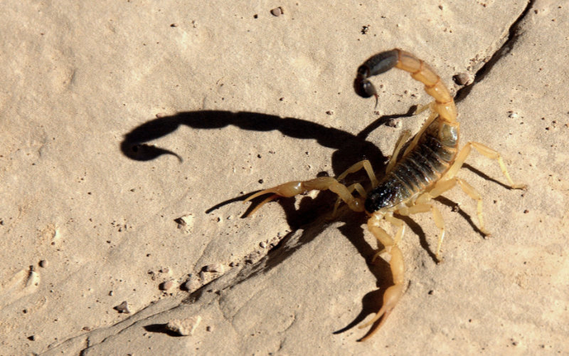 Deadly Scorpion Stings on the Rise in Morocco, Children Most at Risk