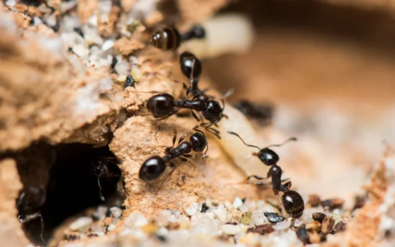 Discovery in Morocco: a rare ant identified in an isolated region