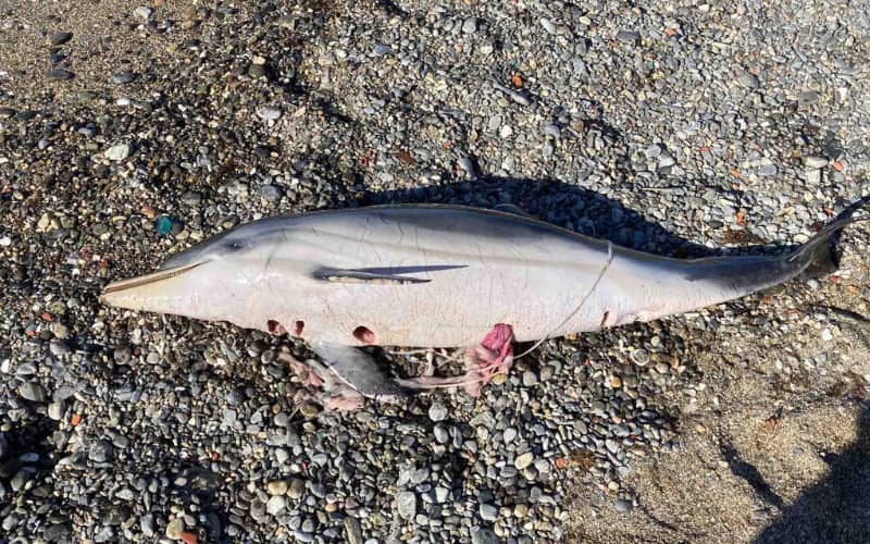 Dolphin Deaths in Ceuta Waters Spark Investigation into Moroccan Fishing Practices