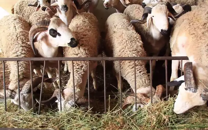 Dozens of Sheep Discovered in Nice Apartment Ahead of Eid al-Adha, Police Investigate