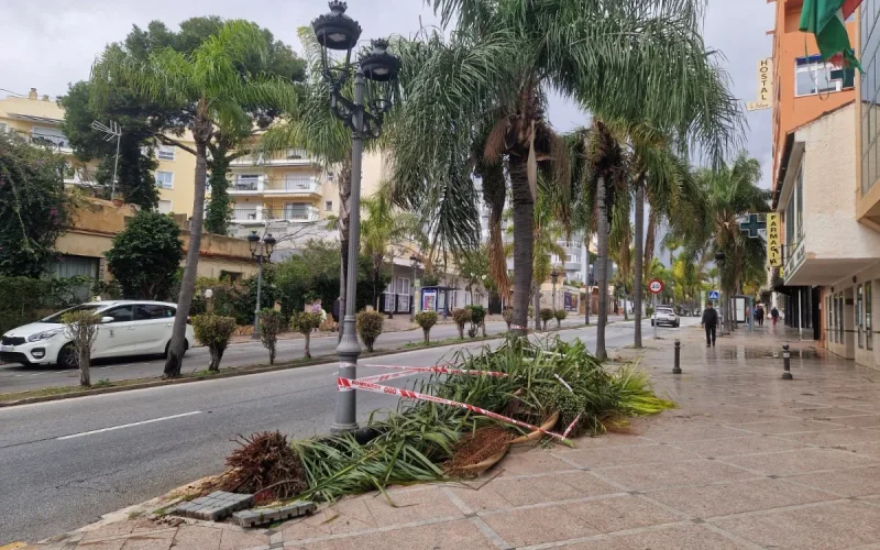 Drama in Torremolinos: a 31-year-old Moroccan woman killed by a falling tree
