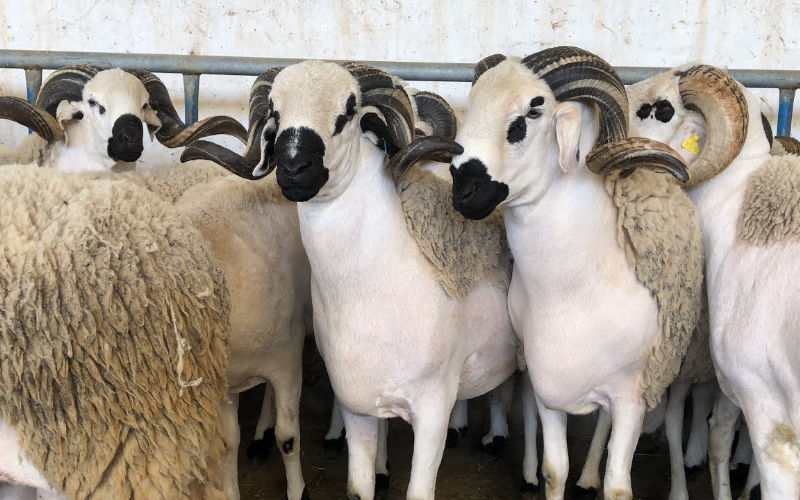 Drought Decimates Morocco's Livestock, Threatening Future Eid Celebrations
