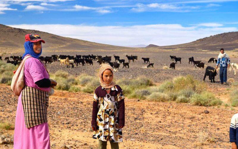 Drought Forces Moroccan Farmers to Use Flour as Livestock Feed Amid Pasture Shortages