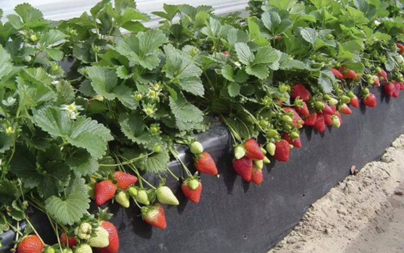 Drought and Labor Shortages Threaten Huelva's Strawberry Harvest