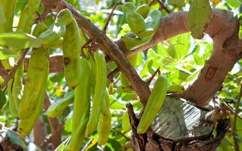 Drought-Resistant Carob Trees Replace Vineyards in Southern France