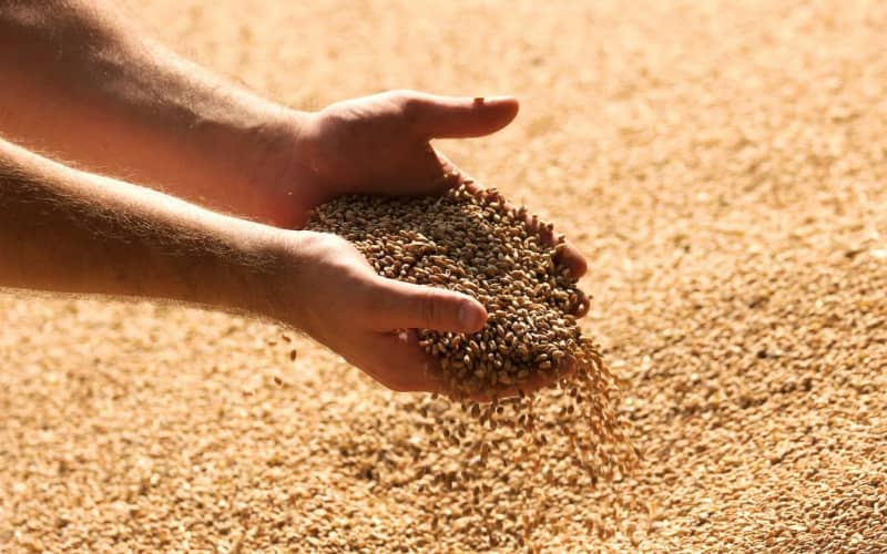 Drought-Stricken Morocco Imports 1 Million Tons of French Wheat, More Expected