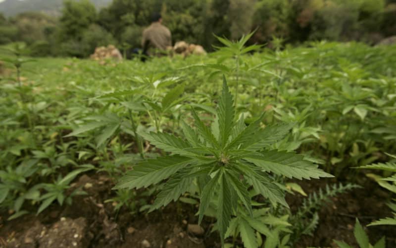 Drought Threatens Morocco's Cannabis Crops, Farmers Seek Government Aid