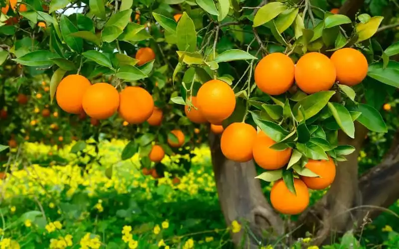 Drought Threatens Morocco's Citrus Exports Amid Global Competition