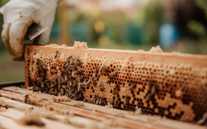 Drought Threatens Morocco's Honey Industry as Bee Populations Decline