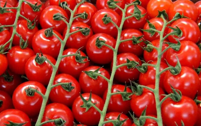 Drug Bust: Over 200 Kilos of Moroccan Cannabis Hidden in Tomato Shipment to UK