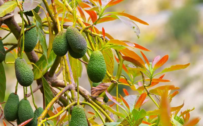 Drug Cartels Exploit Avocado Boom in Morocco for Money Laundering