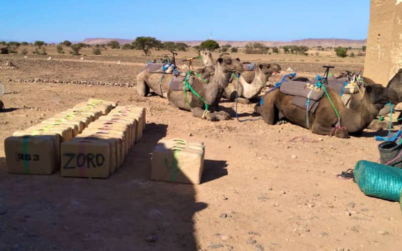 Drug Smuggling Ring Busted: Over 1 Ton of Cannabis Seized from Camel Caravan at Algerian Border