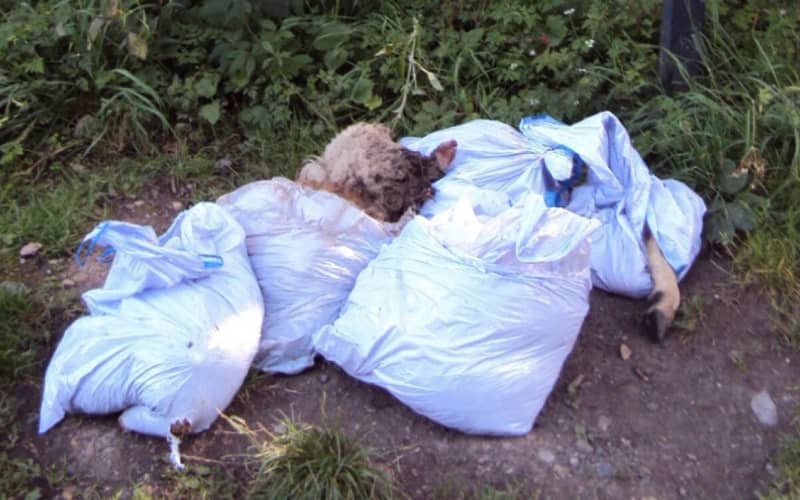 Eid al-Adha Aftermath: Belgian Cities See Decline in Illegal Sheep Slaughter