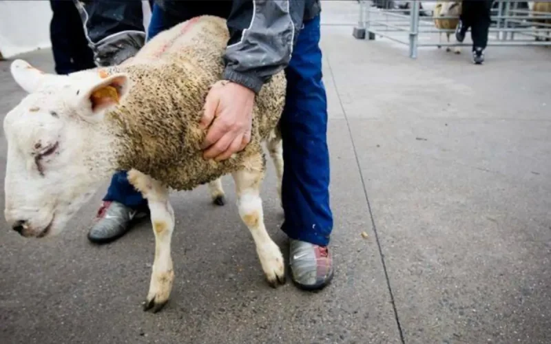 Eid al-Adha Belgium Police Seize Sheep Home Slaughter