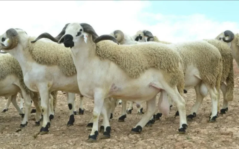 Eid al-Adha heat wave meat safety tips Morocco