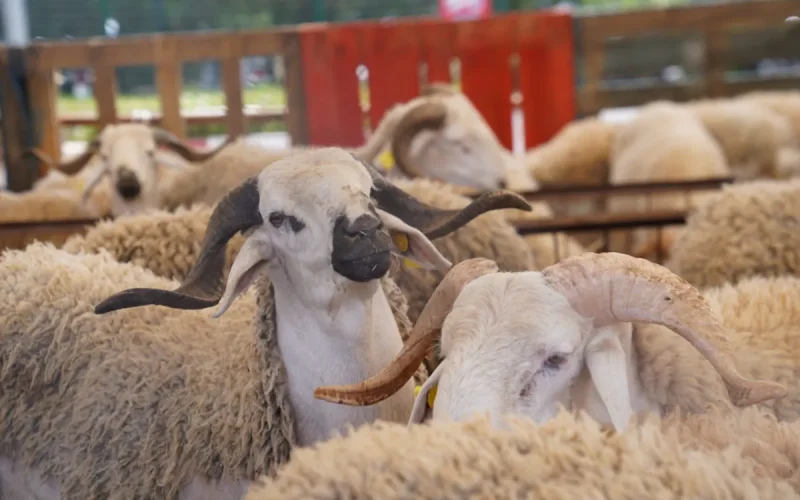 Eid al-Adha Morocco livestock prices inflation crisis