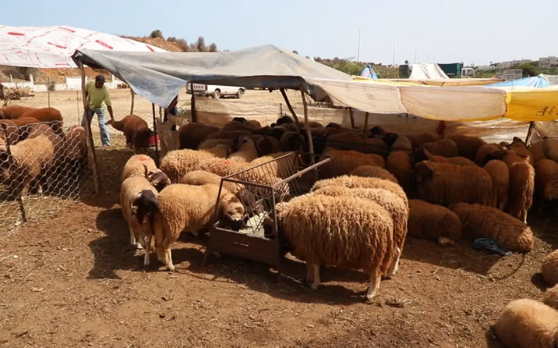 Eid al-Adha Morocco: Sheep Prices Soar, Families Struggle