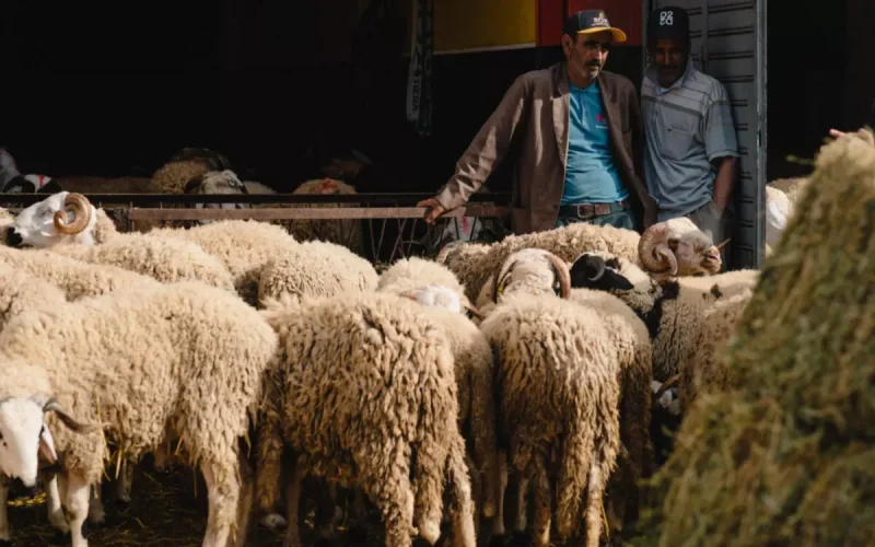 Eid al-Adha Morocco suspension risk livestock prices crisis