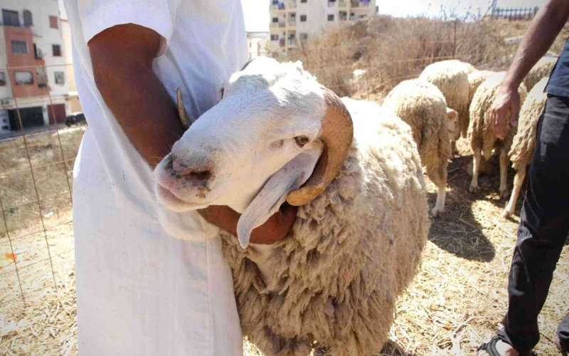 Eid al-Adha Sacrificial Ritual Declines Among Moroccan Households, Survey Shows